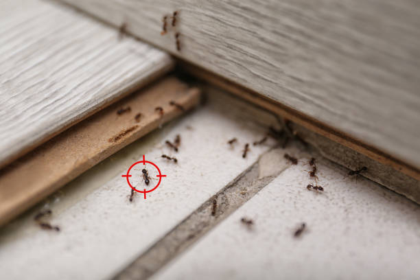 Best Wasp Removal Services  in Gulf Shores, AL