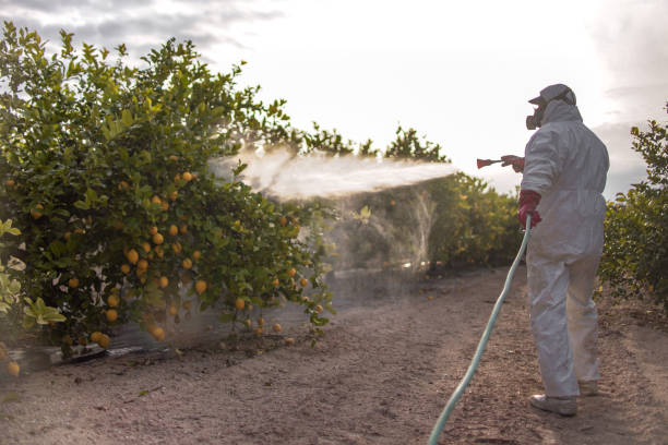 Best Mosquito Control Services  in Gulf Shores, AL